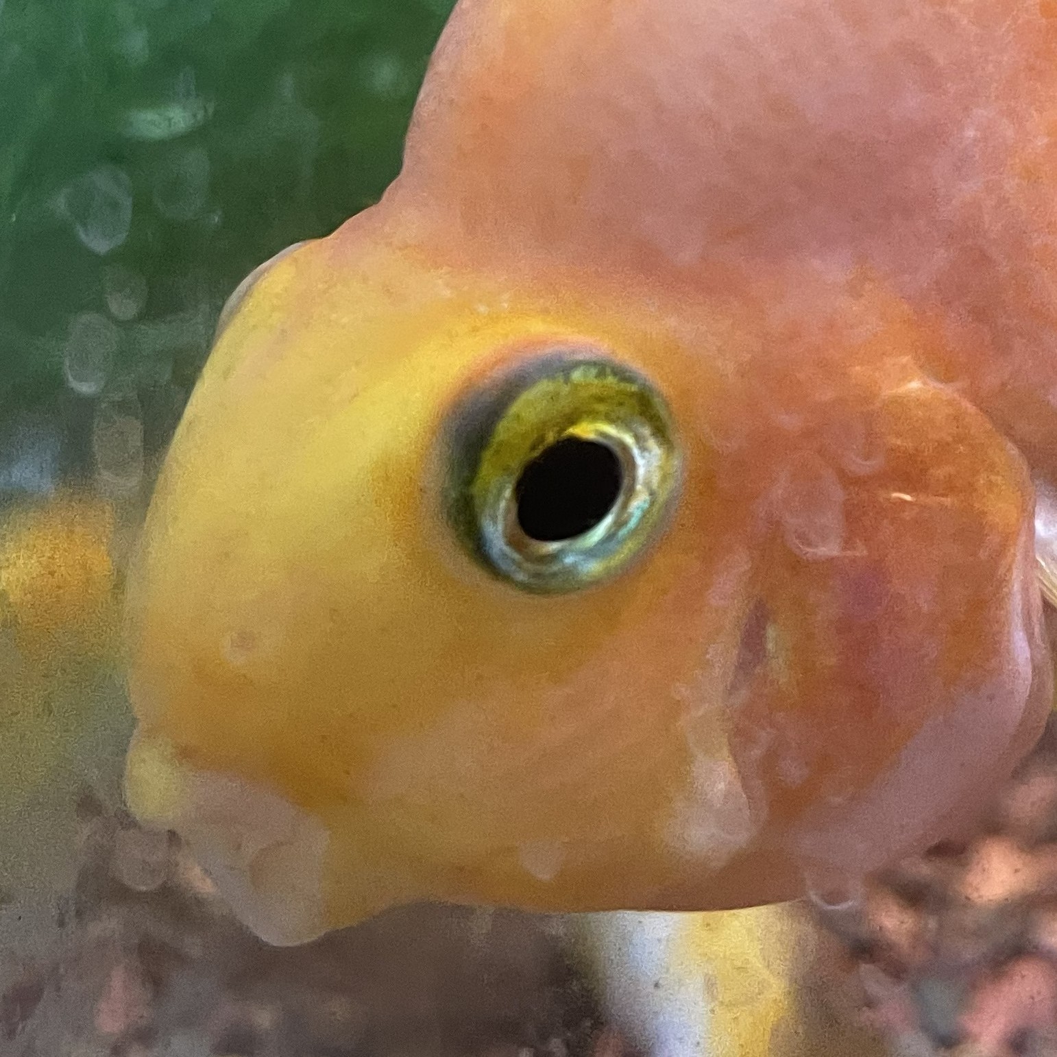Derpy the fish